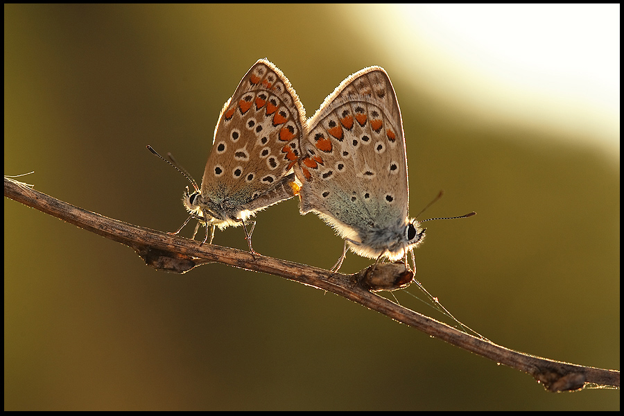 sul rametto in controluce