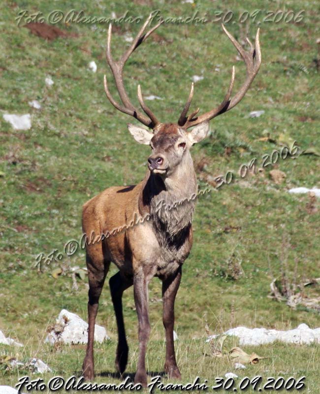 cervo maschio in posa