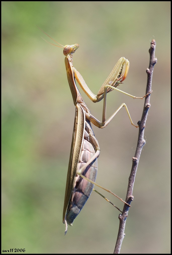 nikon d80 tamron sp 90