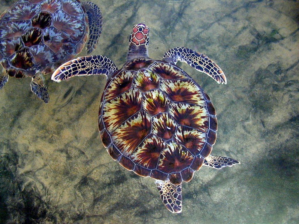 Sri Lanka - Centro recupero tartarughe