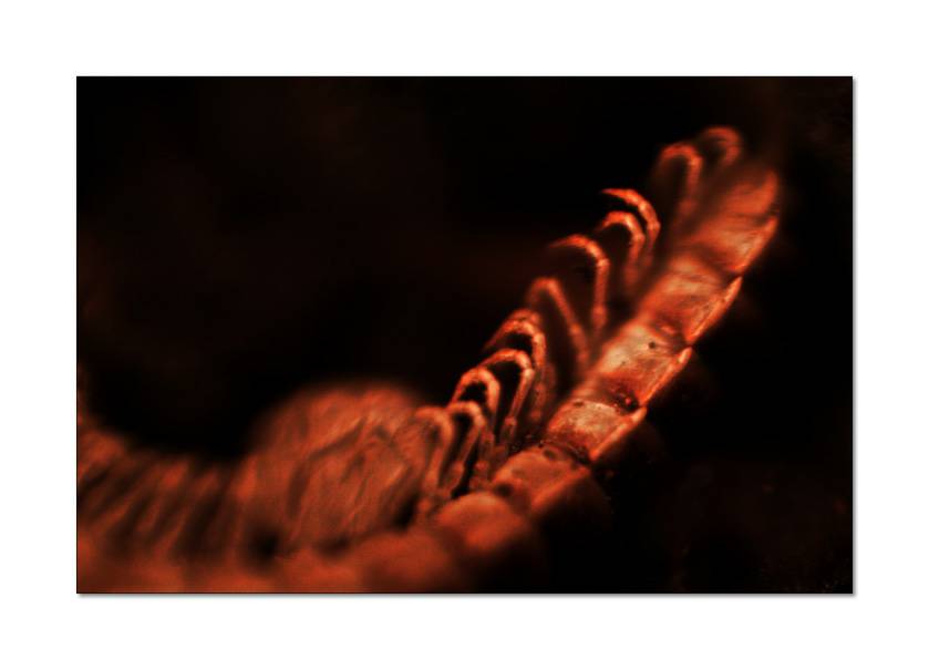 Another lifeform.