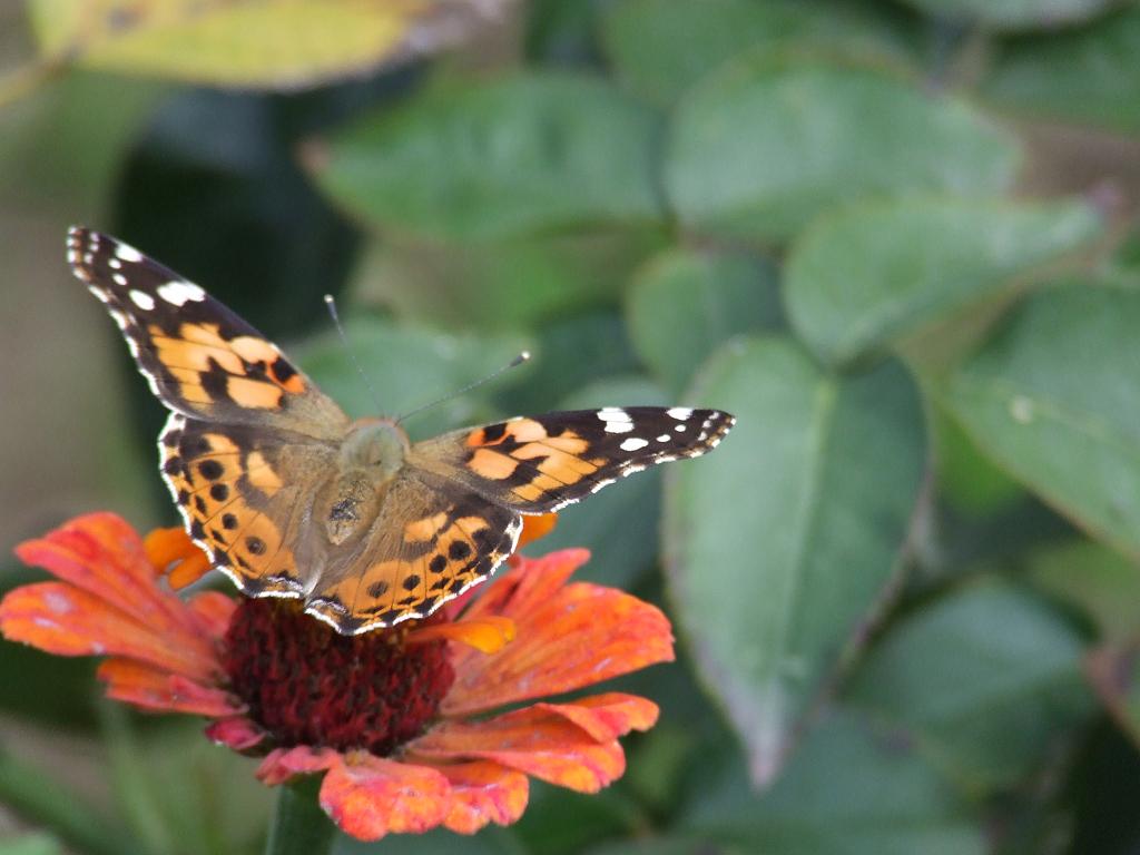 farfalla su brutto fiore