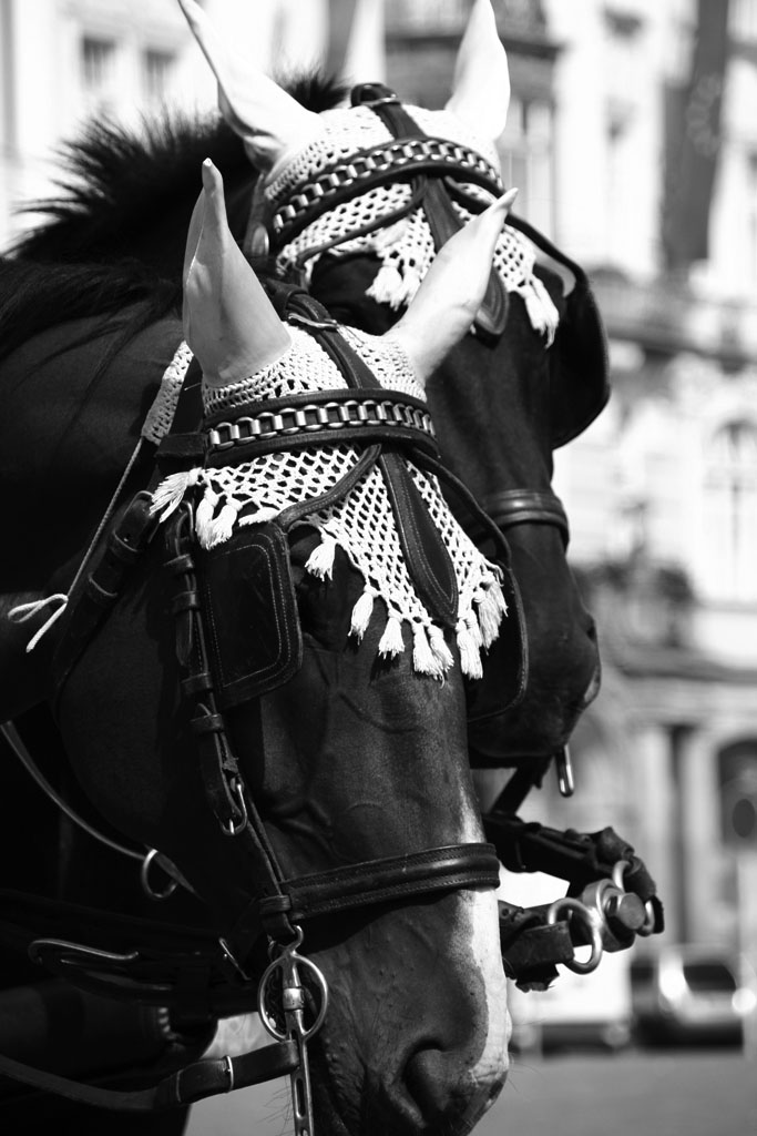 Dobbiamo stare Viscini ...Viscini...