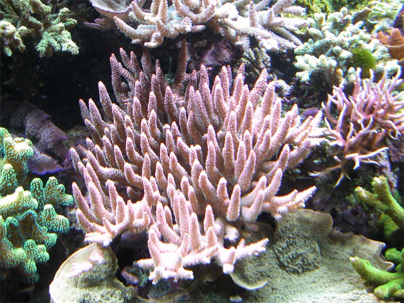millepora rosa