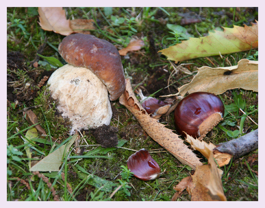 fungo&castagna