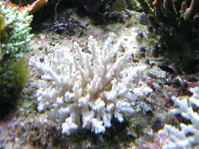 acropora