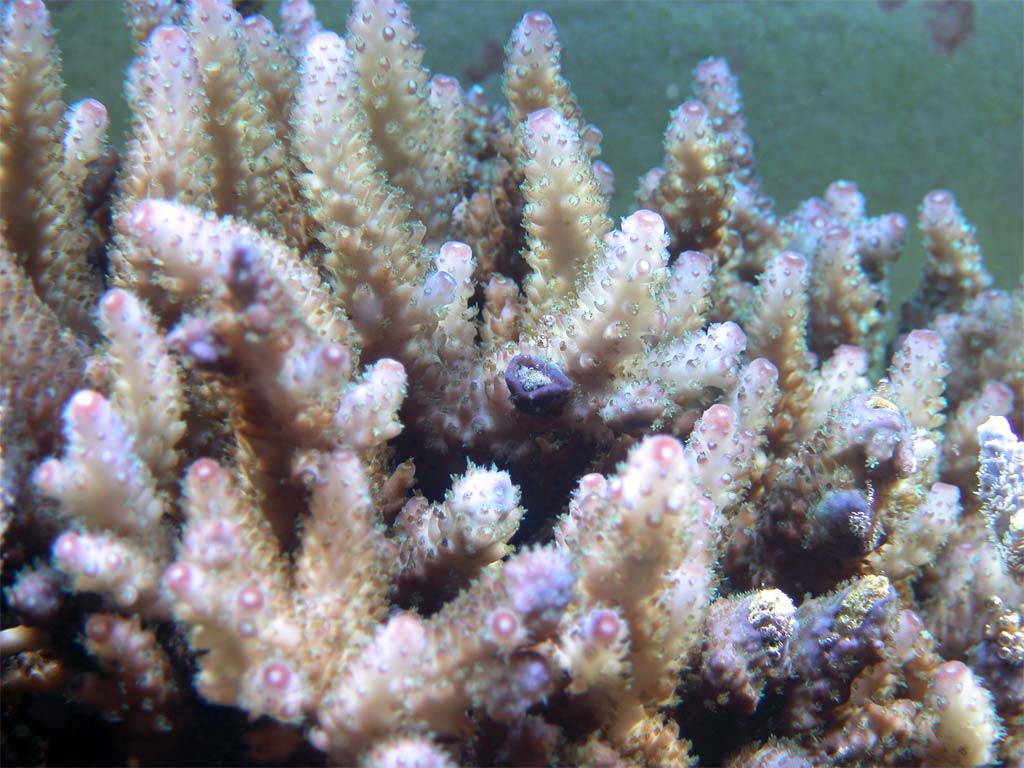 acropora 2