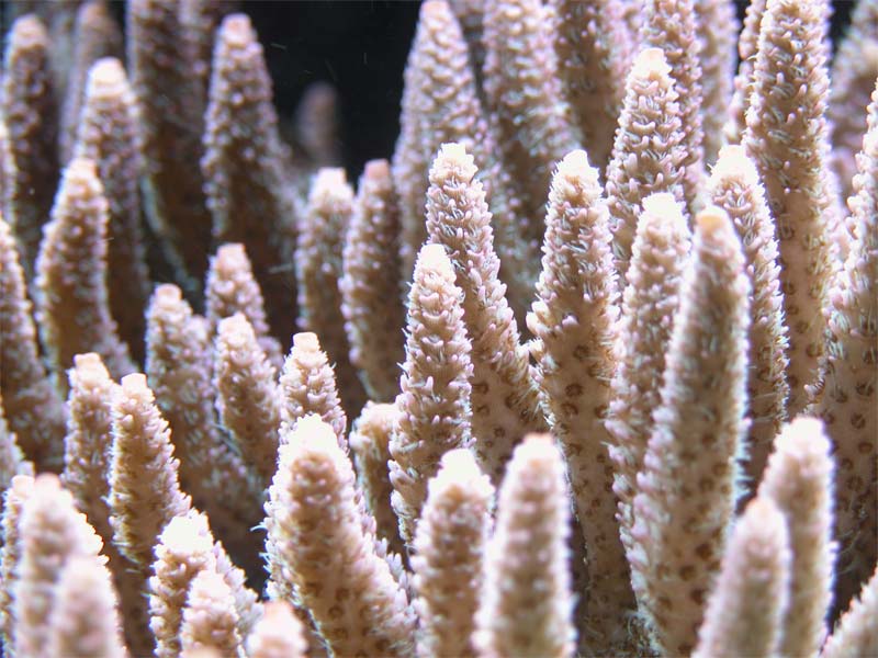 millepora rosa 2