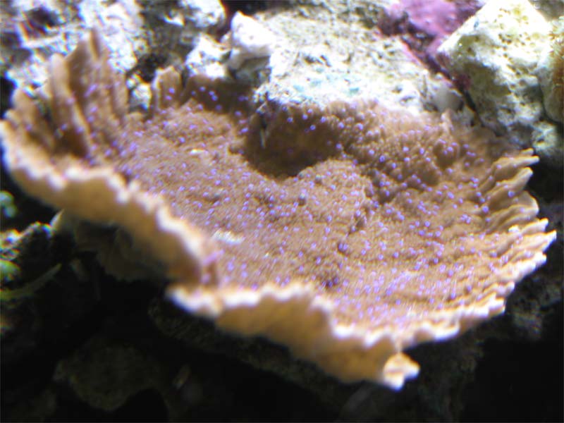 montipora 2