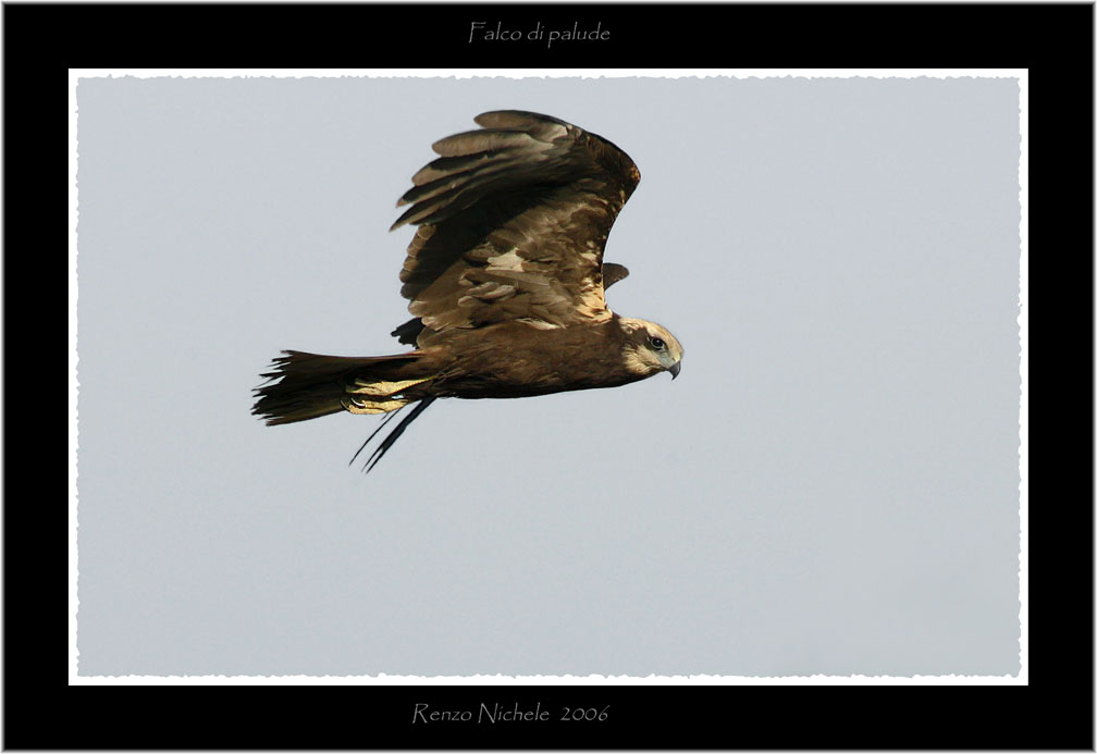 Renzo-Falco di palude 4