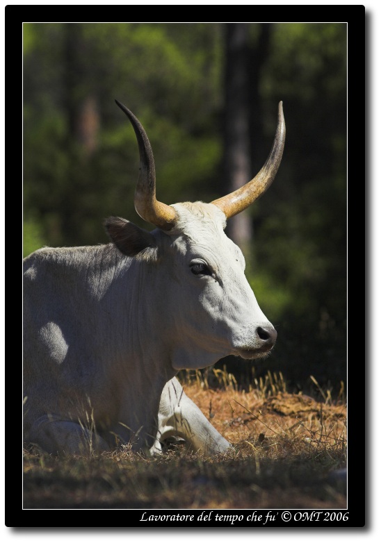 Lavoratore del tempo che fu'