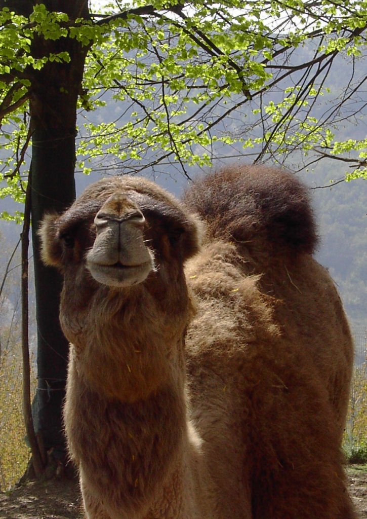 beh, che c'hai da guard�?