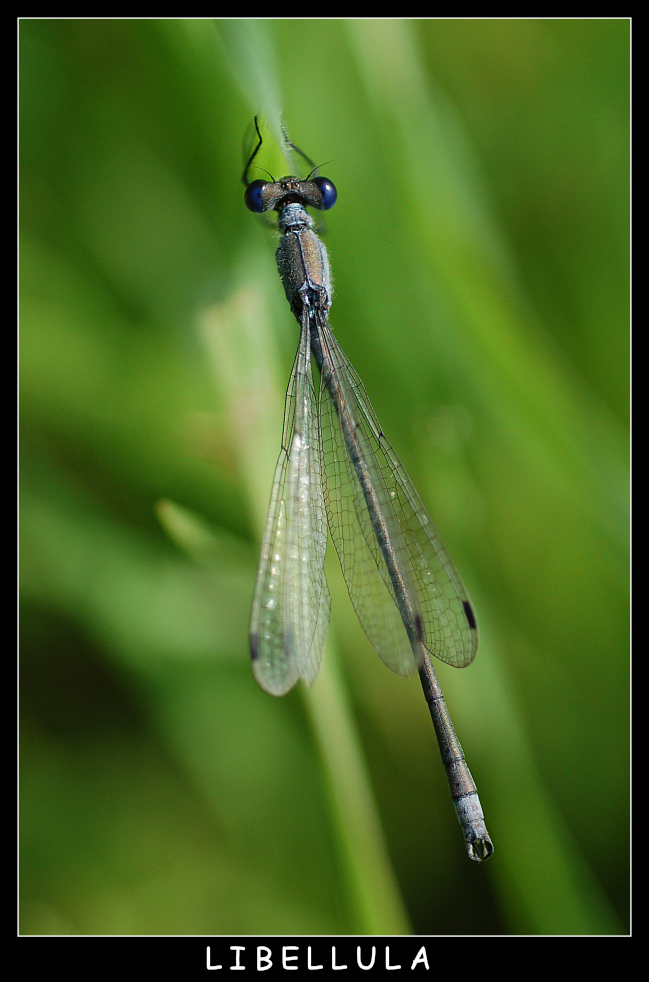la mia prima libellula!
