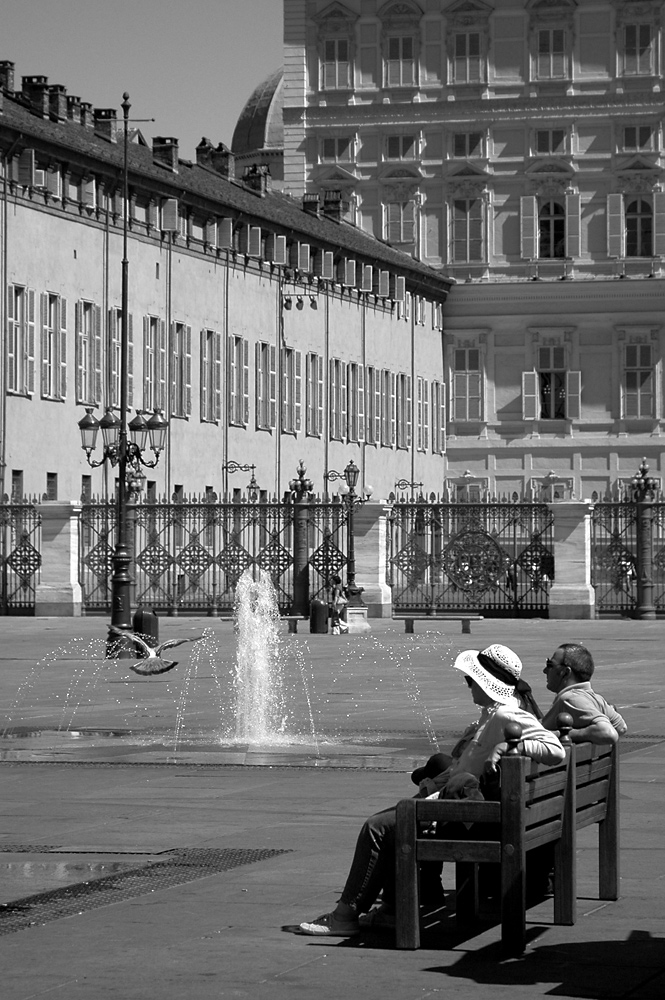 seguendo il volo di un piccione