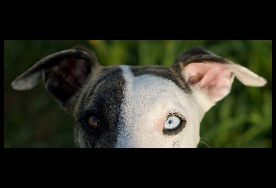 uno sguardo widescreen