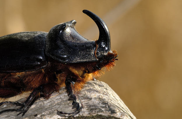 Scarabeo Rinoceronte