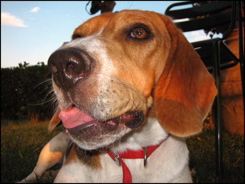 Teo, un Beagle Aristocratico!