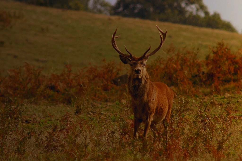 il signore dei boschi (2)