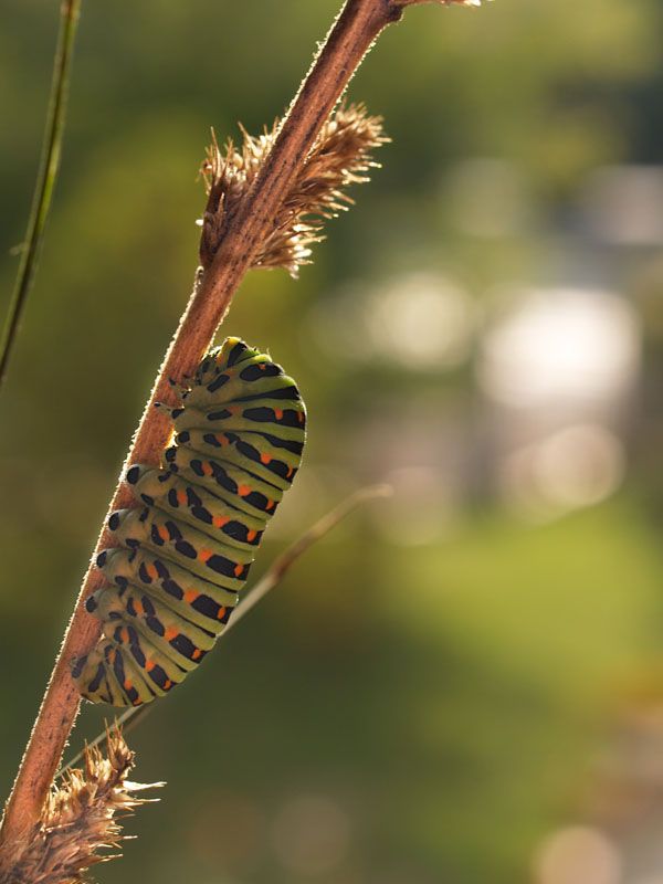 waiting... (Papilio machaon)