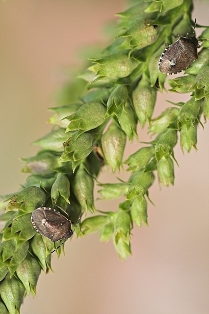 parenti alla lontana