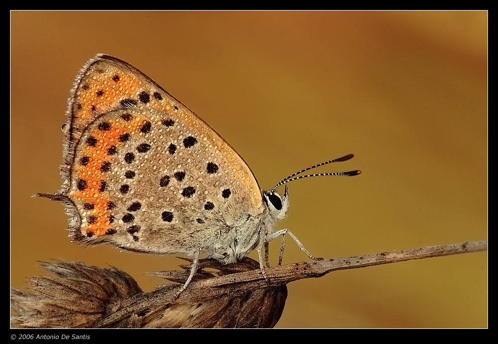 Lycaena thersamon
