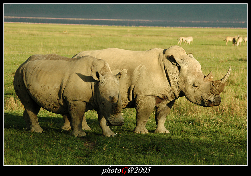 Kenya 08 - coppia di rinoceronti
