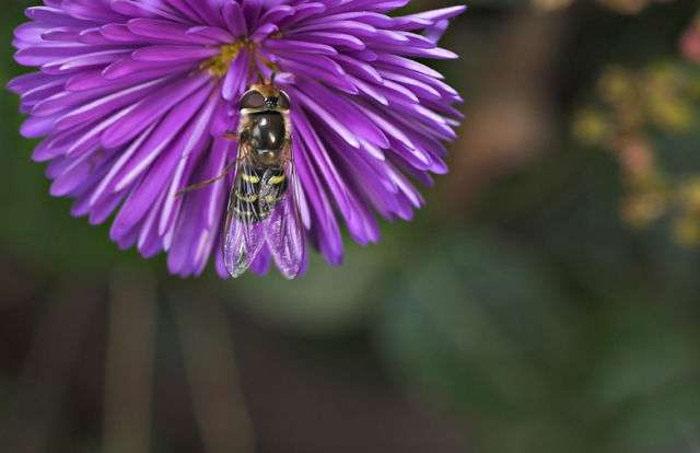 lul� - crazy contest