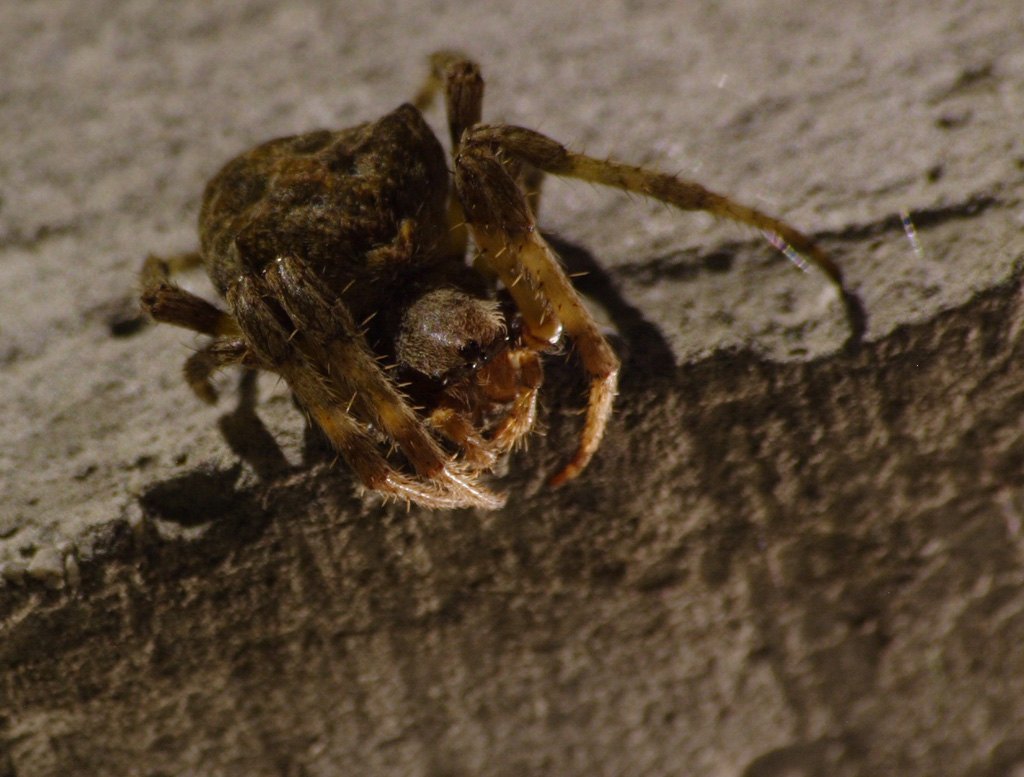 Il signore del Cancello