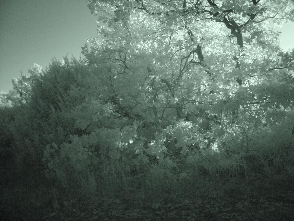 La mia terra all'infrarosso