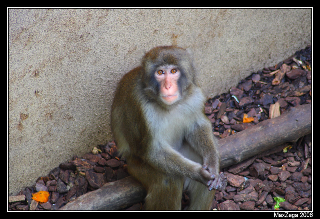 Che tocca f� pe camp�