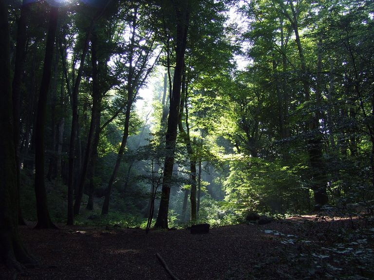 il bosco incantato...