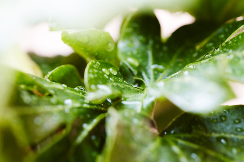 H20_Plant