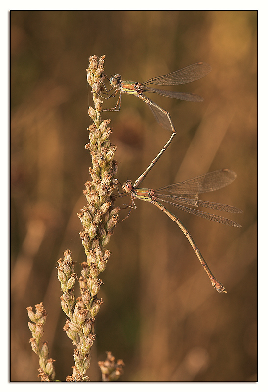 la vetta e' raggiunta