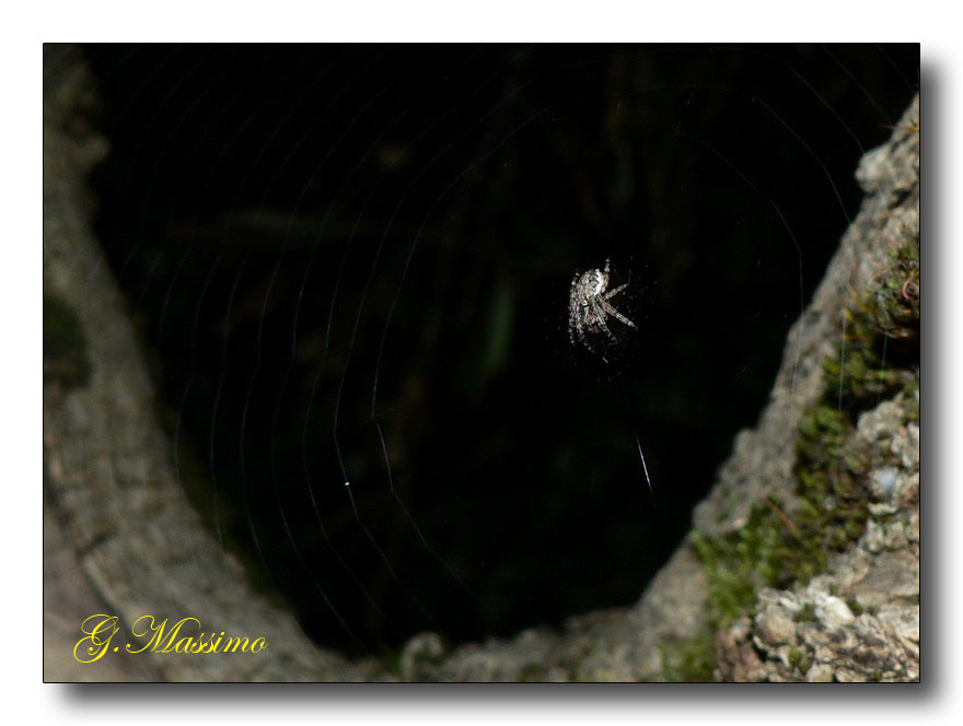 In attesa delle vibrazioni notturne
