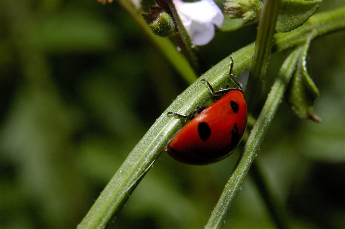 Coccinella
