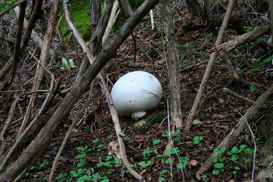 prima della raccolta