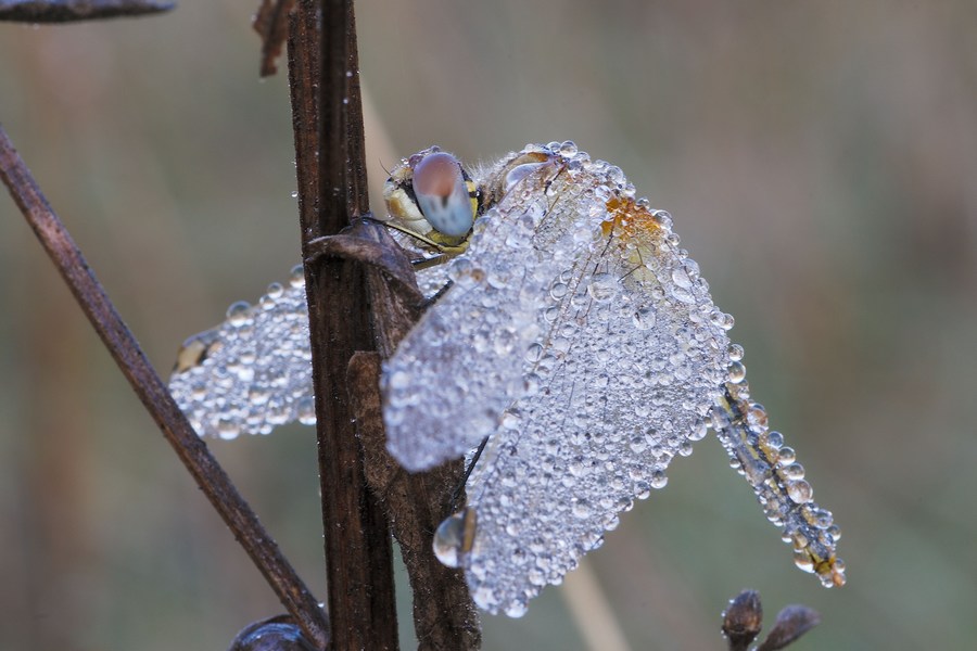 libellula e rugiada