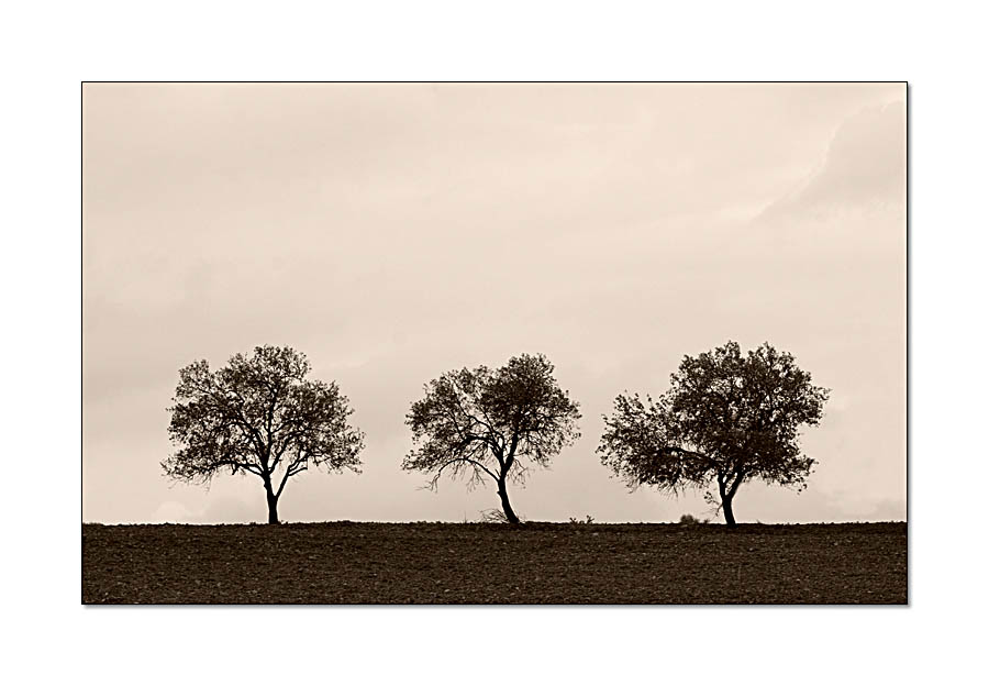 Three Trees