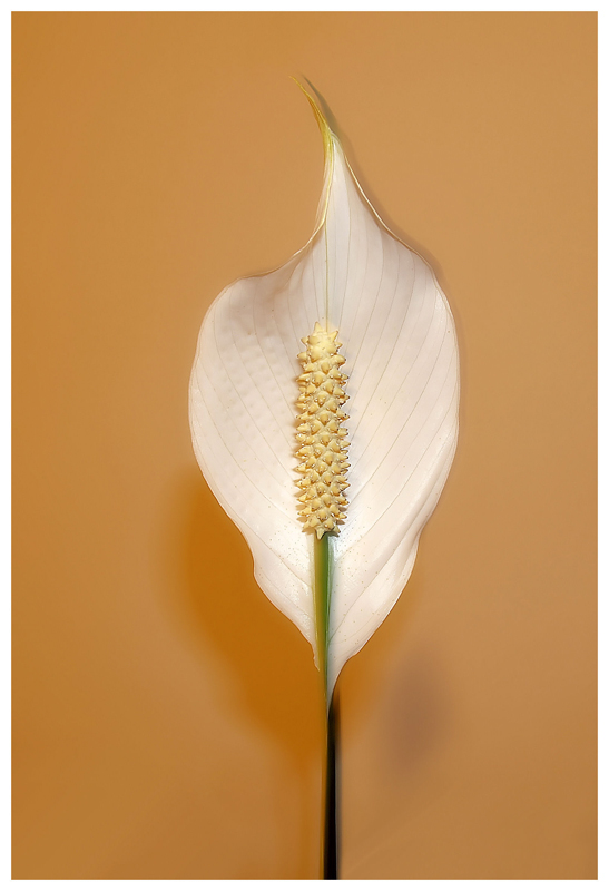 spathphyllum