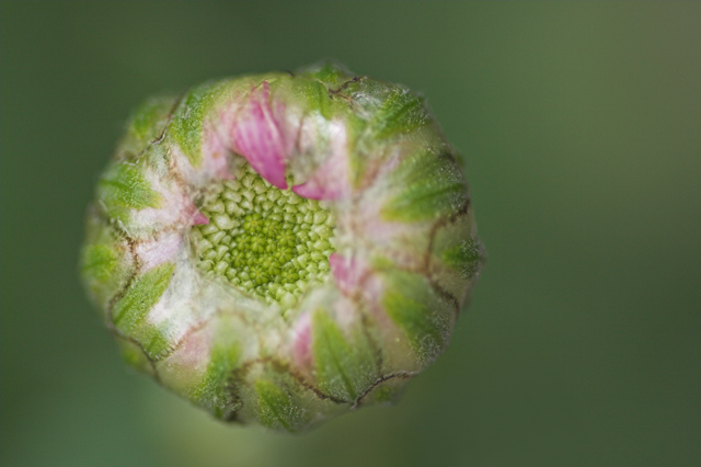 nel giardino degli squartapolli