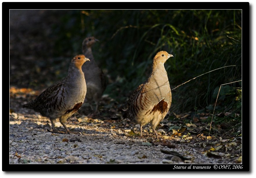 Starne al tramonto - TW 06-001