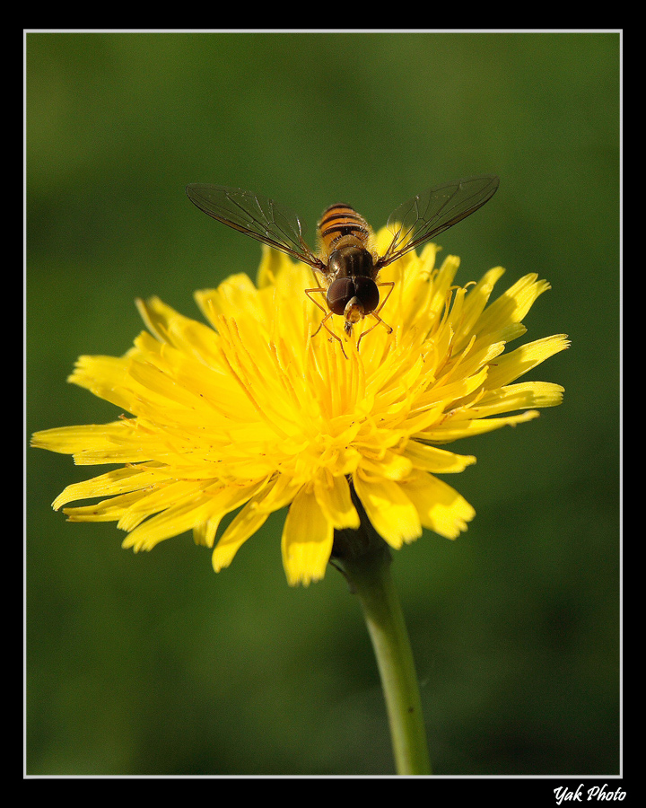 Sul fiore 2