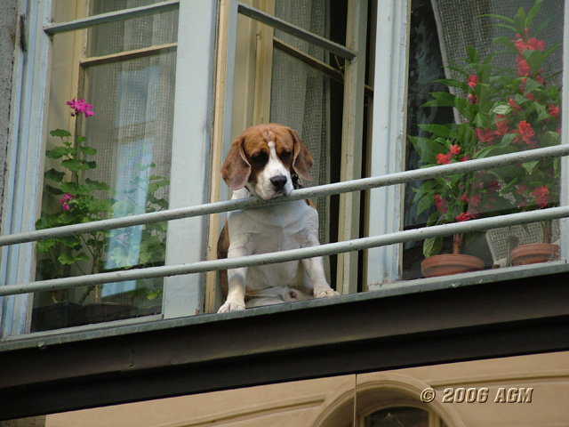 Curiosit� bestiale