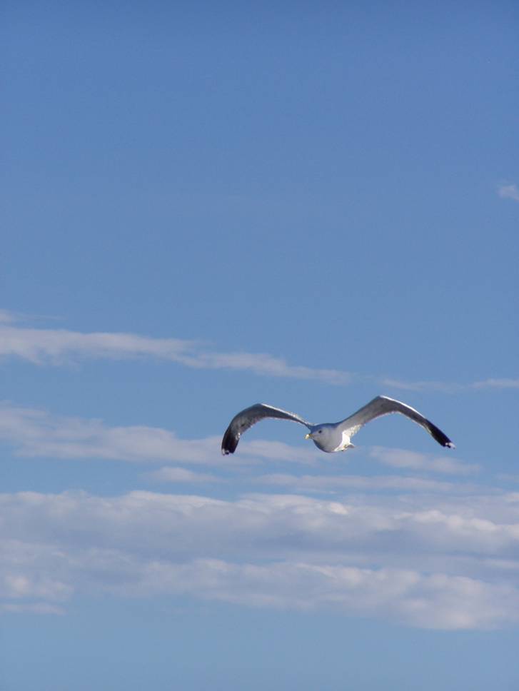 ho imparato a volare...