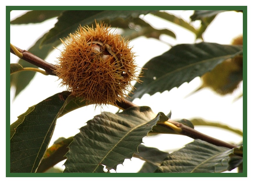 Autunno in diagonale.