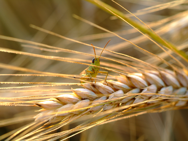 Grillo grano 1