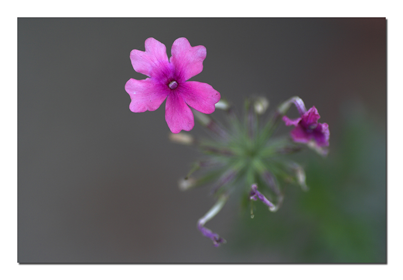 All'apice del successo