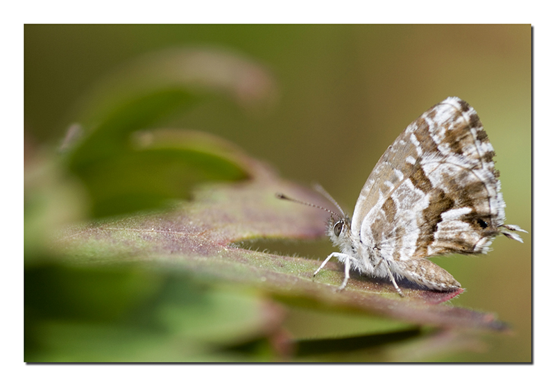 Passerella autunnale
