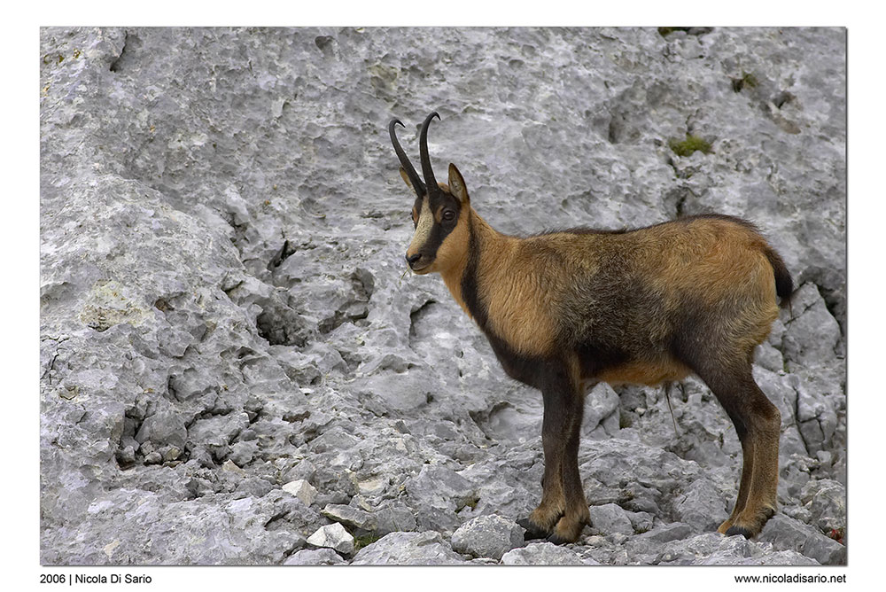 Camoscio d'Abruzzo II