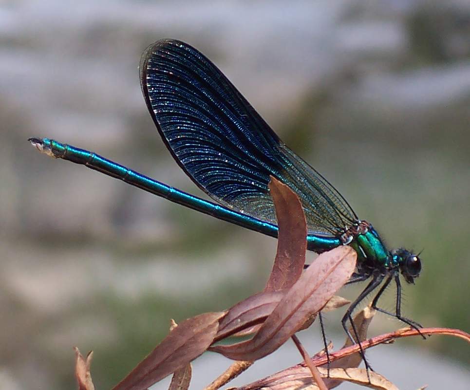 Libellula Blu